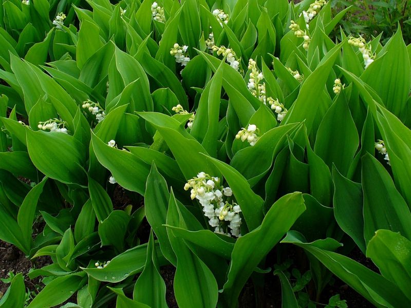 Lily of the Valley (Convallaria majalis)