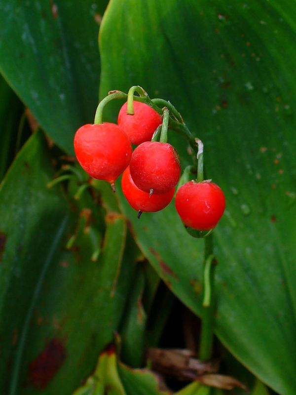 Lily of the Valley (Convallaria majalis)