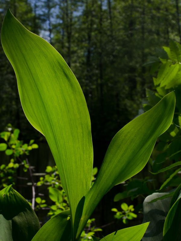 Lily of the Valley (Convallaria majalis)