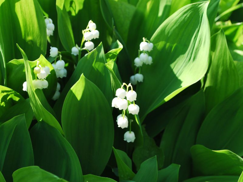 Lily of the Valley (Convallaria majalis)