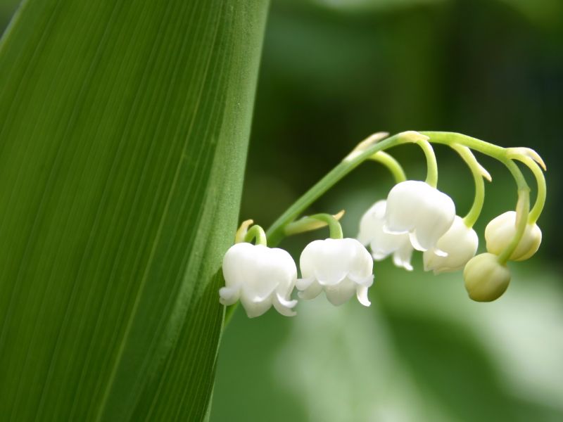 Lily of the Valley (Convallaria majalis)