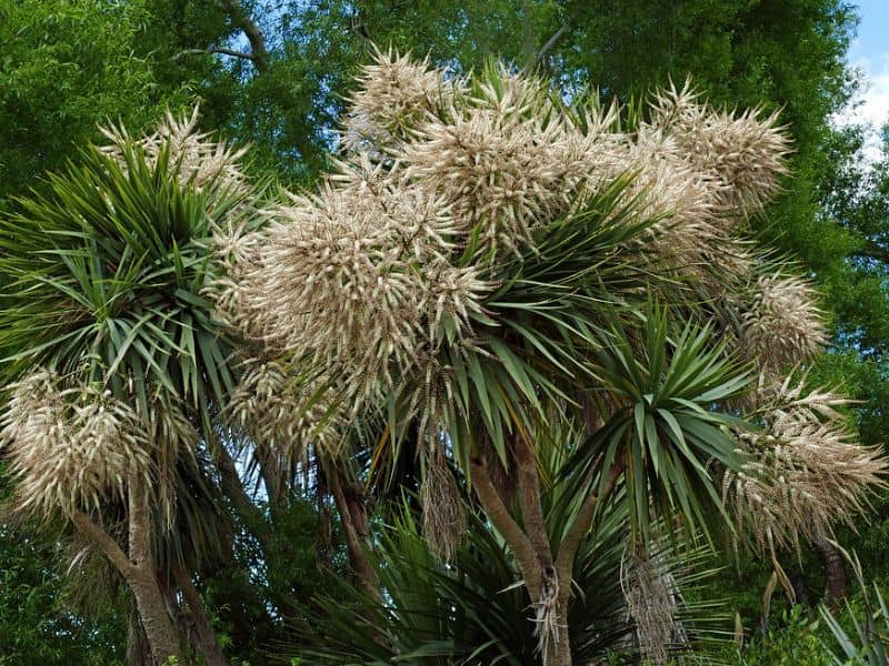 Cabbage Tree (Cordyline australis)