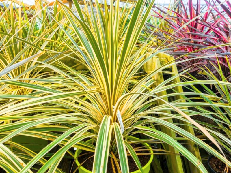 Cabbage Tree (Cordyline australis)