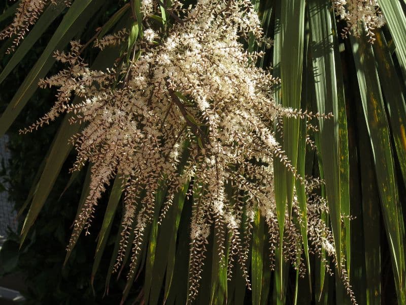 Cabbage Tree (Cordyline australis)