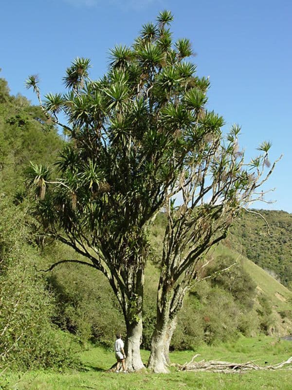 Cabbage Tree (Cordyline australis)