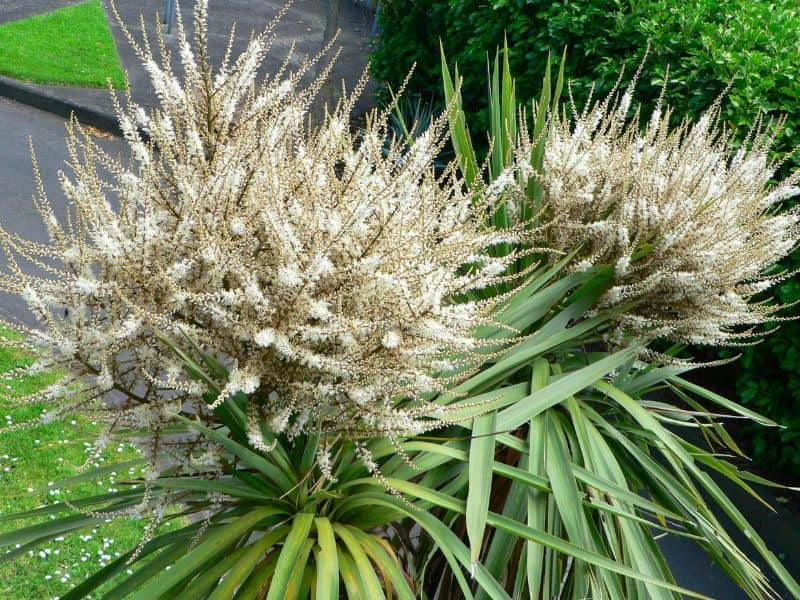 Cabbage Tree (Cordyline australis)