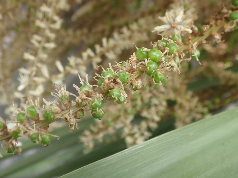 Cabbage Tree (Cordyline australis)