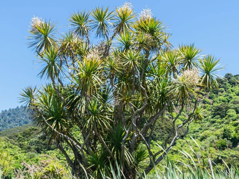 Cabbage Tree (Cordyline australis)