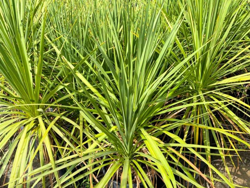 Cabbage Tree (Cordyline australis)