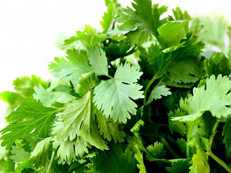 Coriander (Coriandrum sativum)