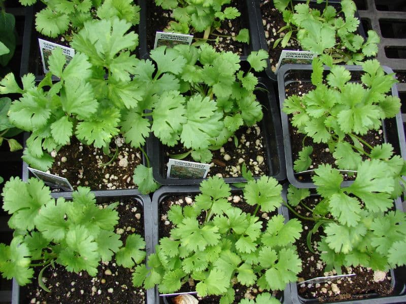 Coriander (Coriandrum sativum)