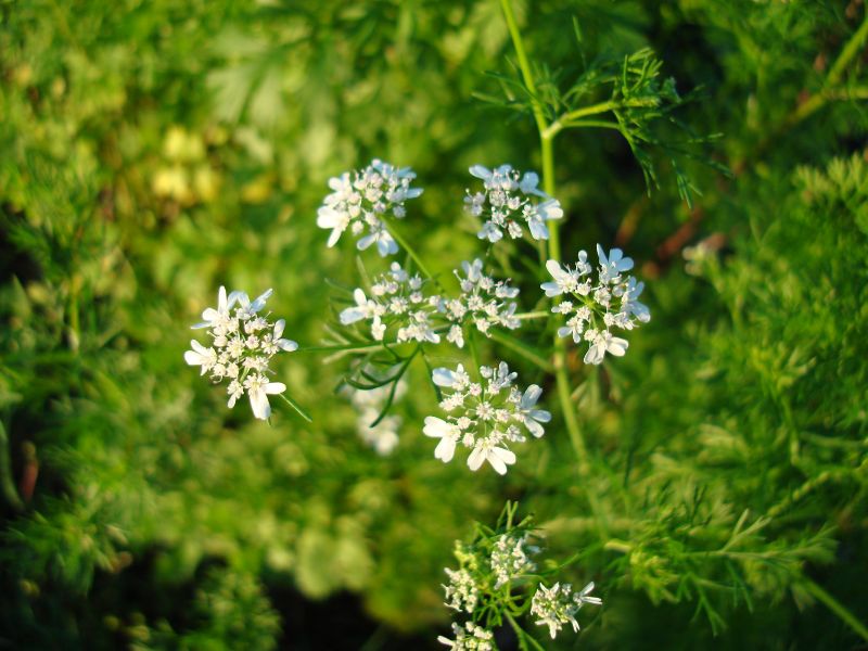 Coriander (Coriandrum sativum)