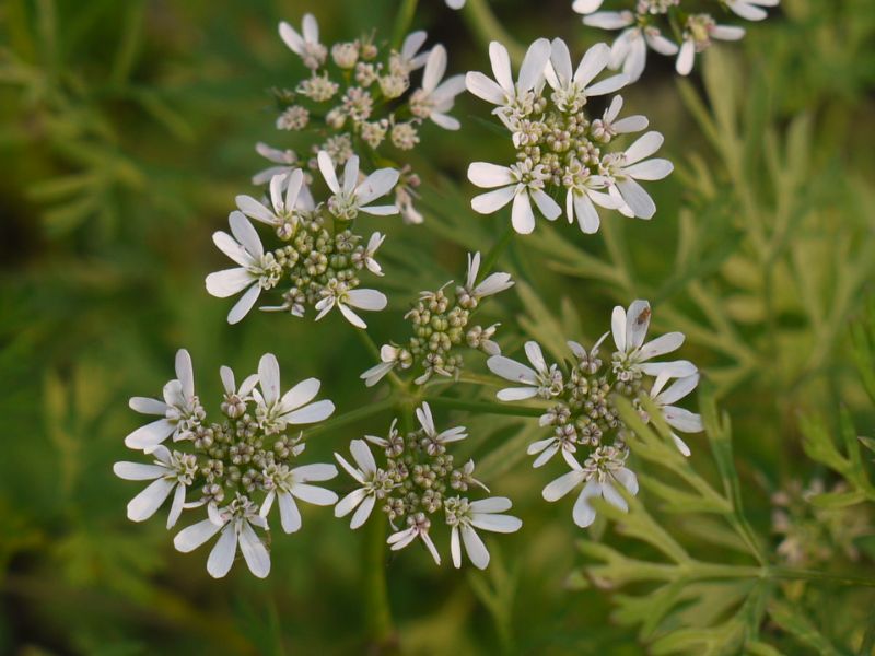 Coriander (Coriandrum sativum)