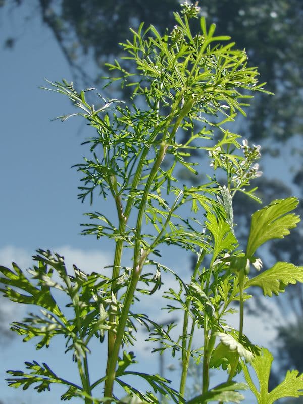 Coriander (Coriandrum sativum)