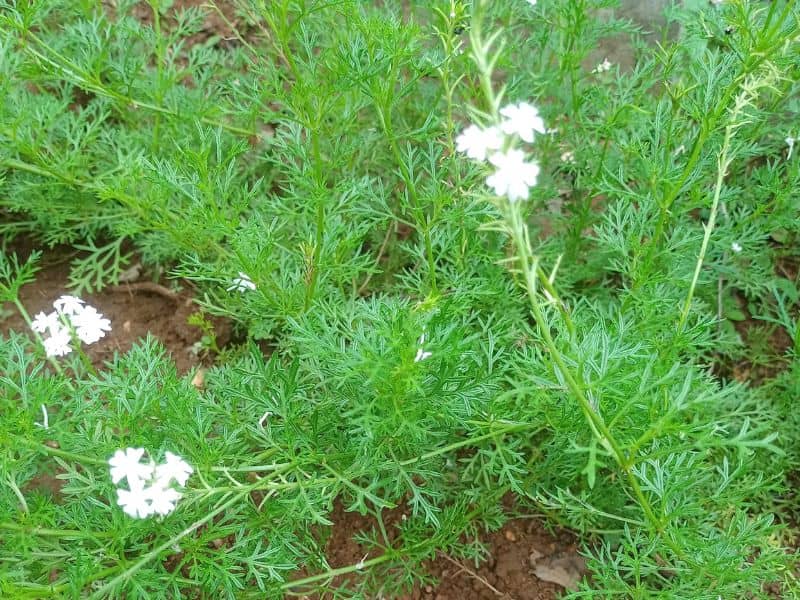 Coriander (Coriandrum sativum)