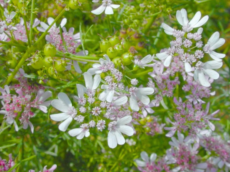 Coriander (Coriandrum sativum)