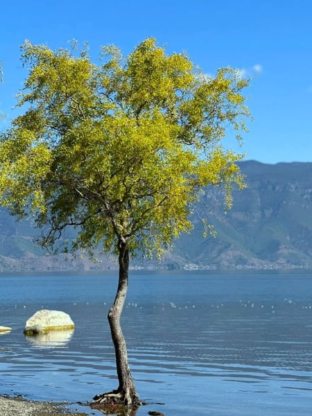 Corkscrew Willow Tree (Salix matsudana)