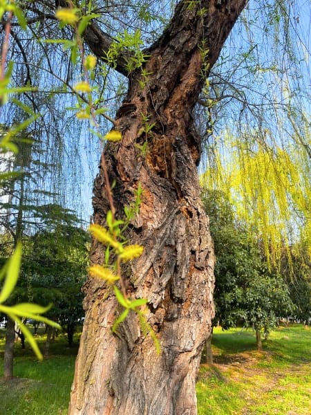 Corkscrew Willow Tree (Salix matsudana)