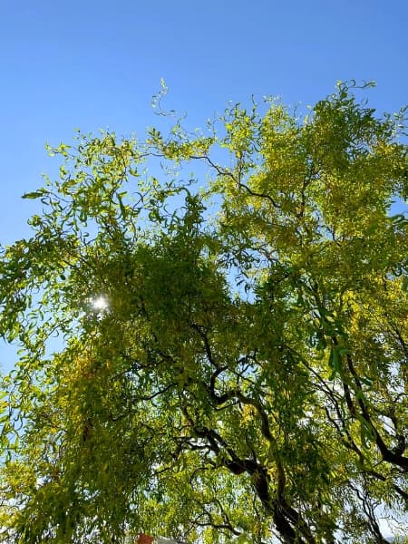 Corkscrew Willow Tree (Salix matsudana)