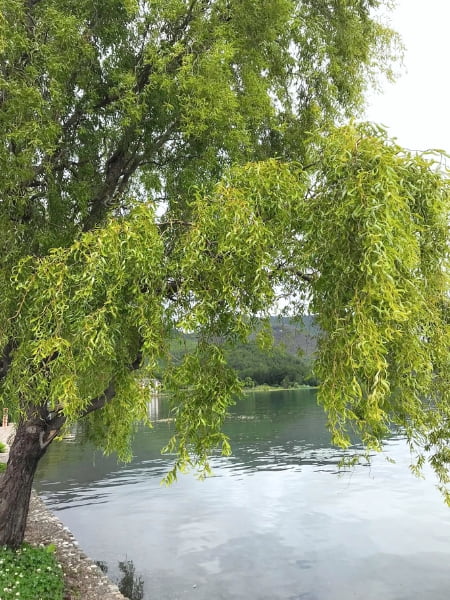 Corkscrew Willow Tree (Salix matsudana)