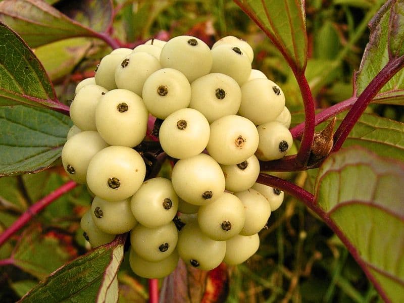 Siberian Dogwood (Cornus alba)