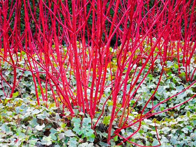 Siberian Dogwood (Cornus alba)