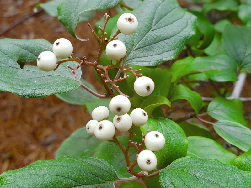 Roughleaf Dogwood (Cornus drummondii)