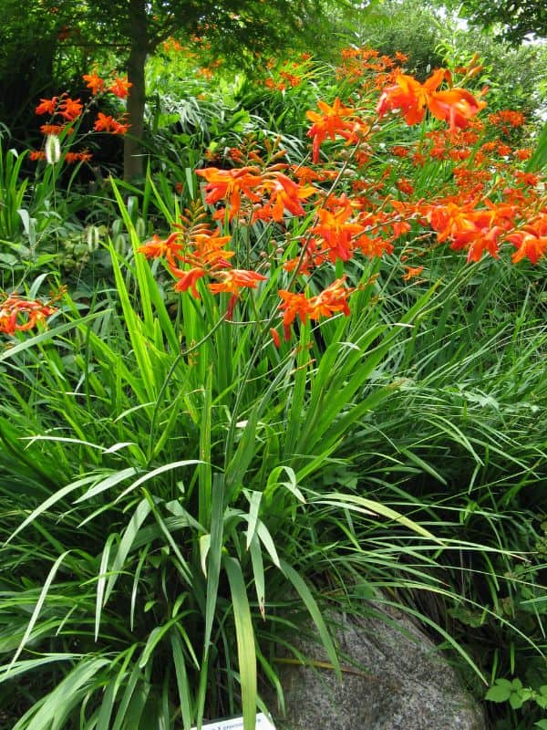 Coppertip (Crocosmia) 1 Coppertip (Crocosmia)