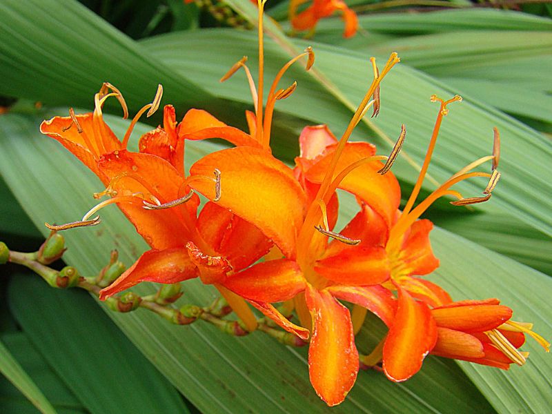 Coppertip (Crocosmia) 2 Coppertip (Crocosmia)