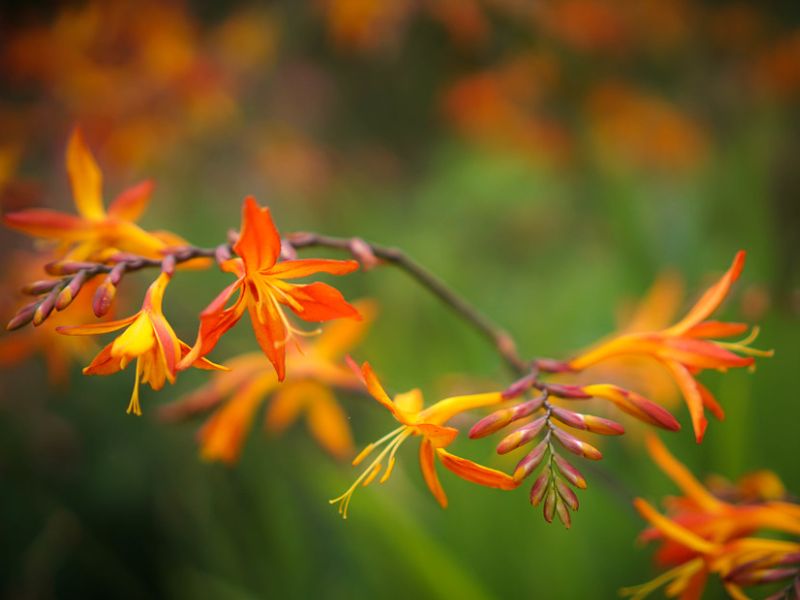 Coppertip (Crocosmia) 3 Coppertip (Crocosmia)