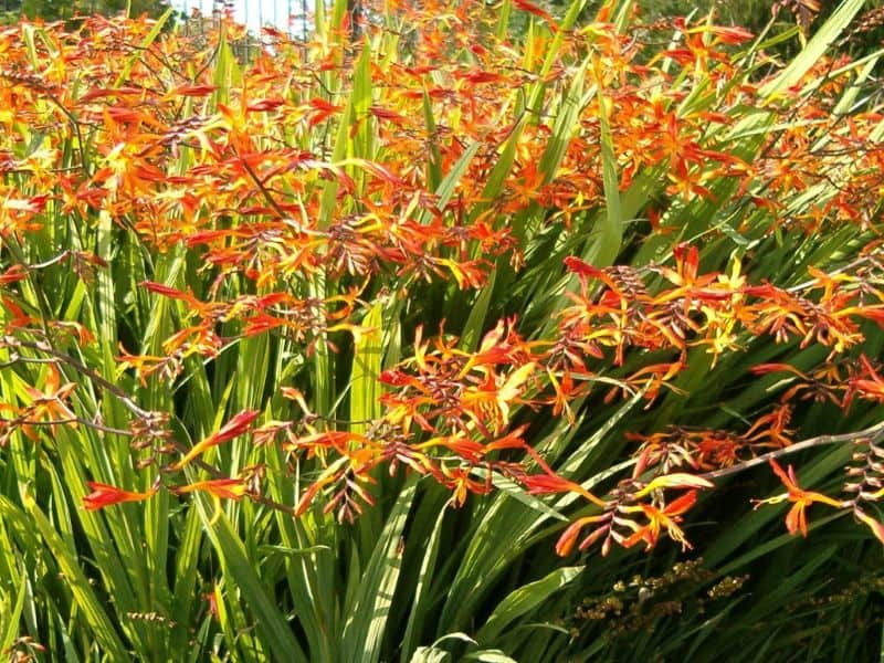 Coppertip (Crocosmia) 4 Coppertip (Crocosmia)