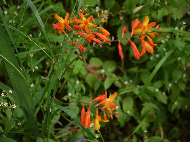 Coppertip (Crocosmia) 5 Coppertip (Crocosmia)