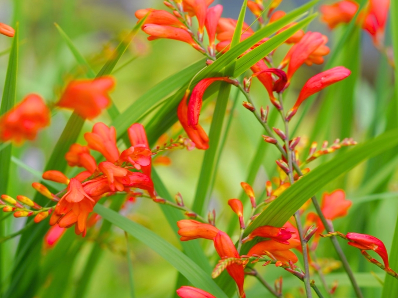 Coppertip (Crocosmia)