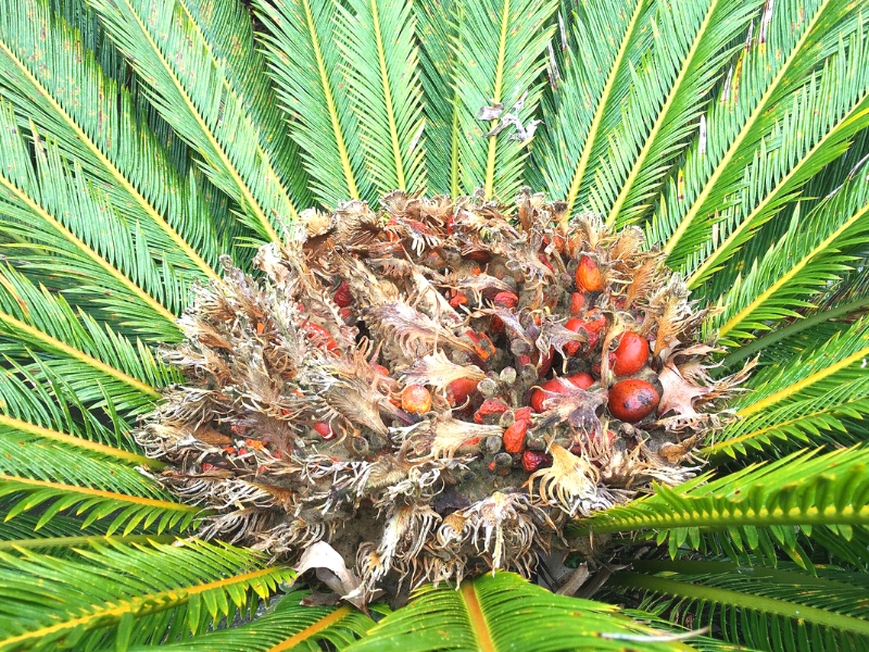 Sago Palm (Cycas revoluta)