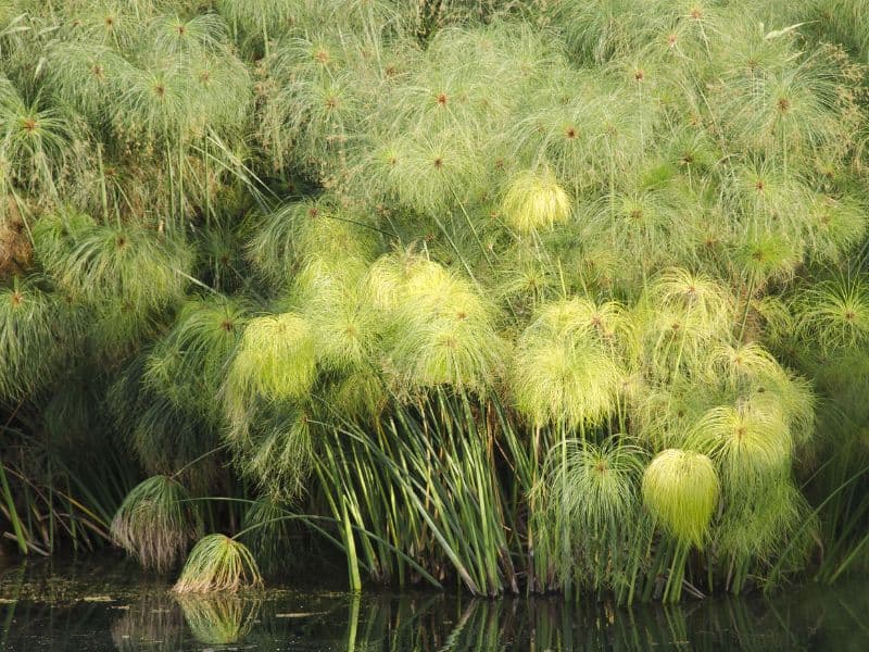 Papyrus (Cyperus papyrus)