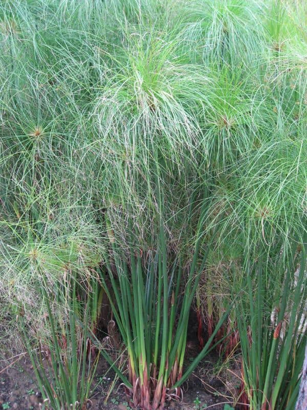 Papyrus (Cyperus papyrus)