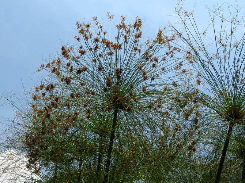 Papyrus (Cyperus papyrus)