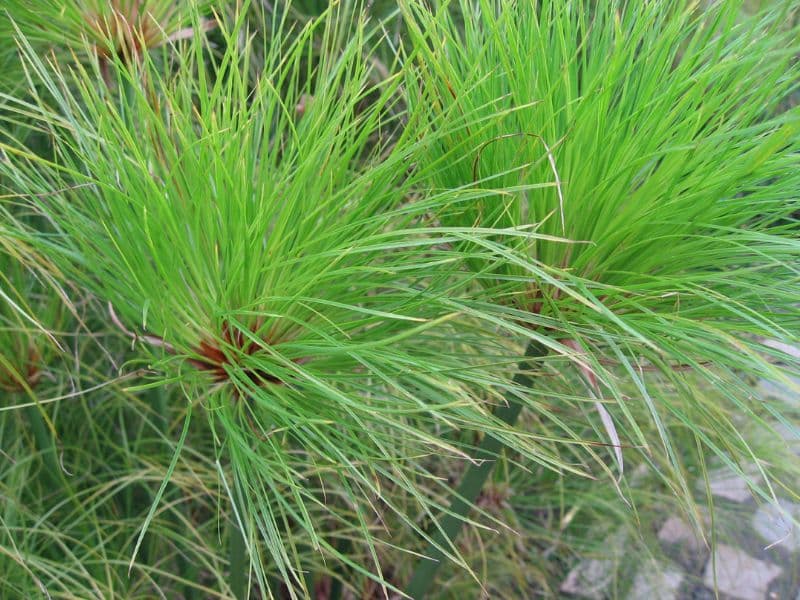 Papyrus (Cyperus papyrus)