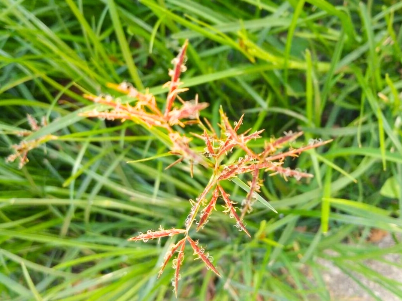 Nut Grass (Cyperus rotundus)