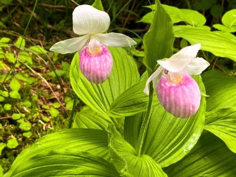 Lady Slipper Orchid (Cypripedium)