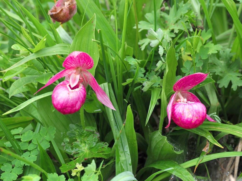 Lady Slipper Orchid (Cypripedium)