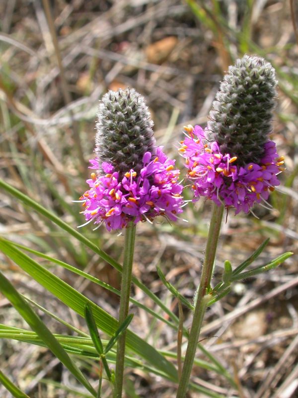 Purple Prairie Clover (Dalea purpurea)