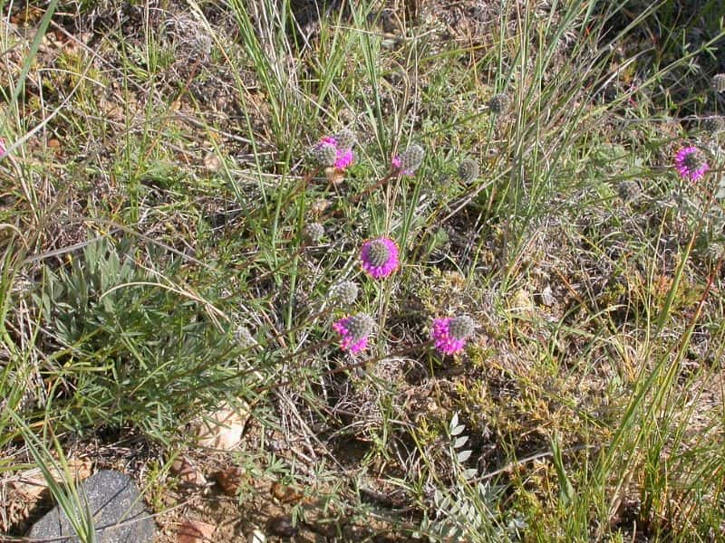 Purple Prairie Clover (Dalea purpurea)