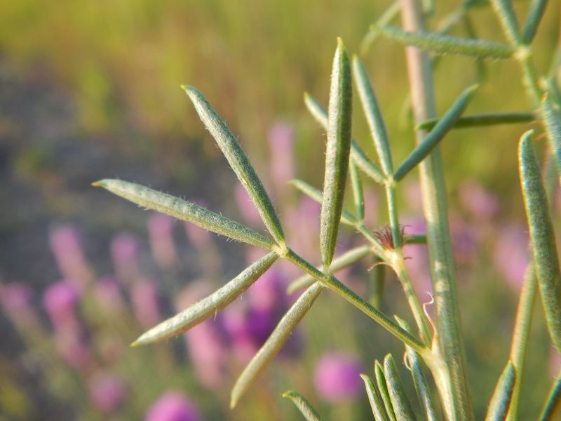 Purple Prairie Clover (Dalea purpurea)