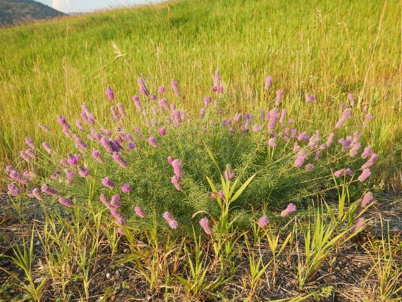 Purple Prairie Clover (Dalea purpurea)