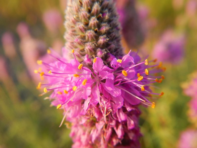 Purple Prairie Clover (Dalea purpurea)