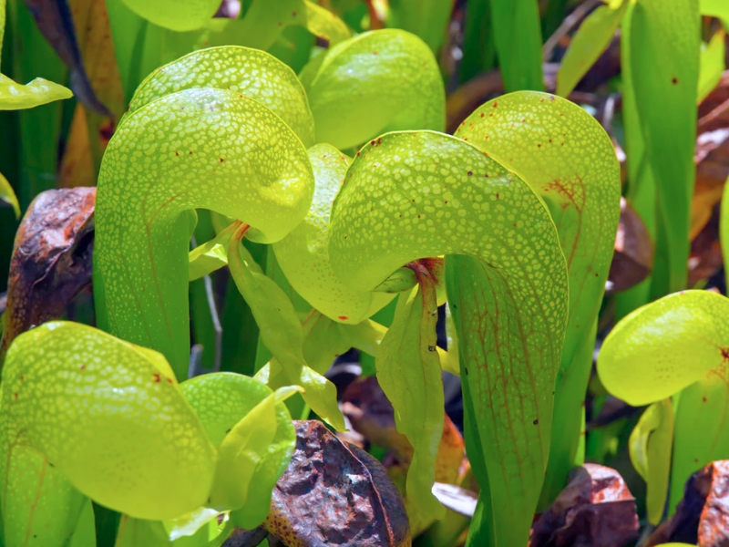 California Pitcher Plant (Darlingtonia californica)