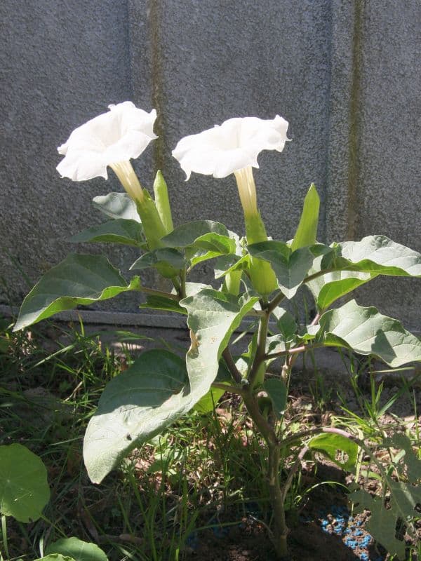 Downy Thorn-Apple (Datura innoxia)