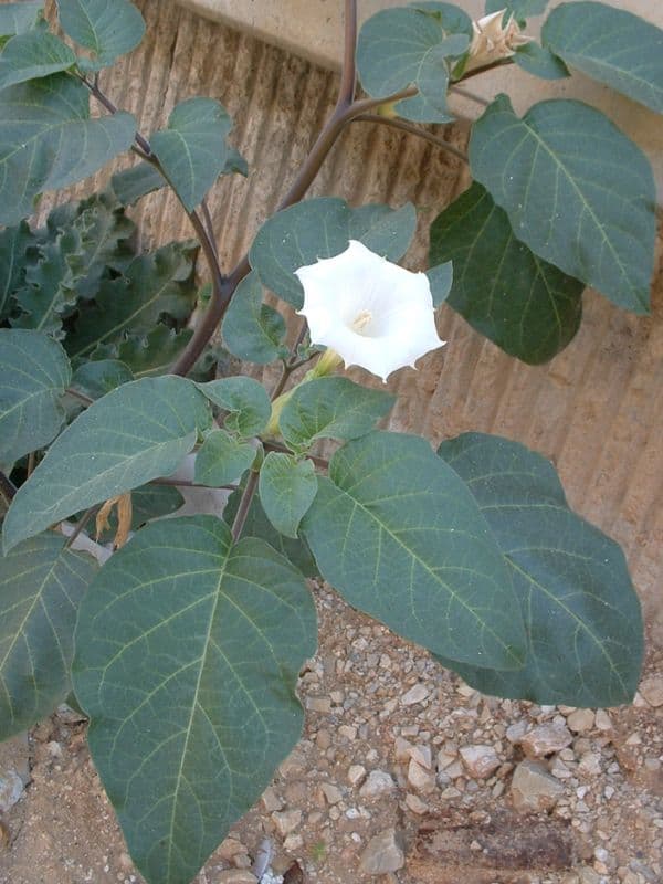 Downy Thorn-Apple (Datura innoxia)