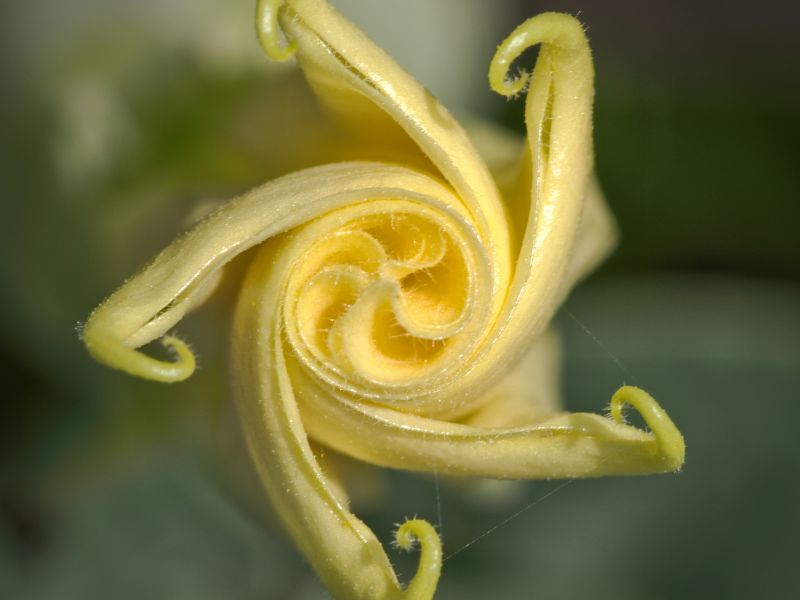 Downy Thorn-Apple (Datura innoxia)